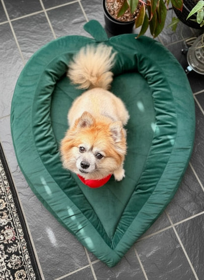 Small dog in a green leaf-shaped pet bed on a tiled floor.