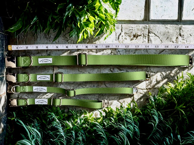 Green dog collars with labels on a stone surface with plants around