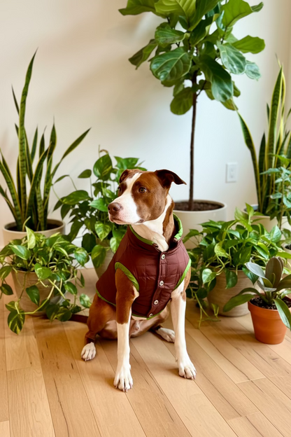 A brown and white dog wearing a brown quilted dog jacket with green trim, sitting on a blue and white patterned rug in a home interior.