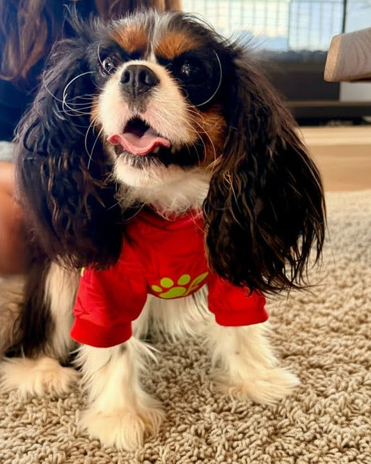 floppy earred pup in red hoodie with paw logo