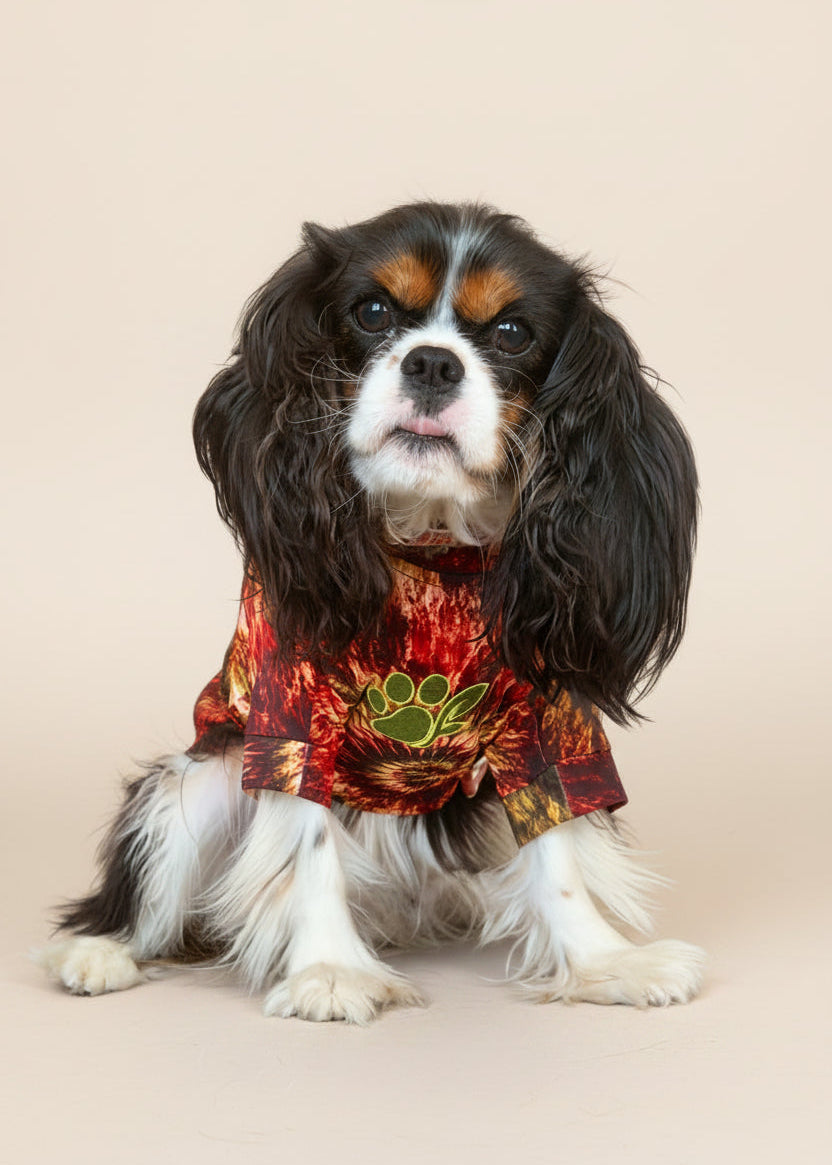 A small Cavalier King Charles Spaniel dog wearing a red and orange tie-dye pet shirt with a green paw print, sitting on a light wood floor with a person holding it.