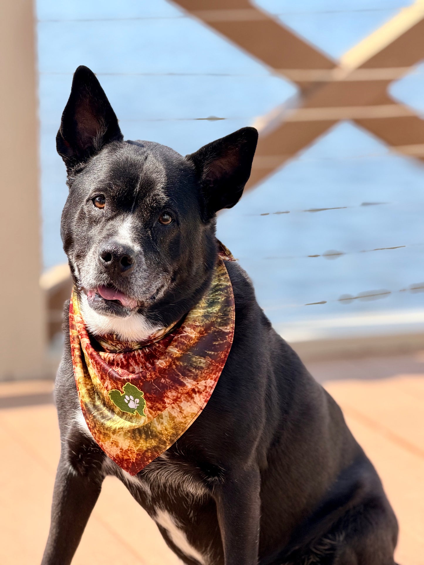Dog wearing a colorful bandana sitting on a sandy surface with a wooden structure in the background.