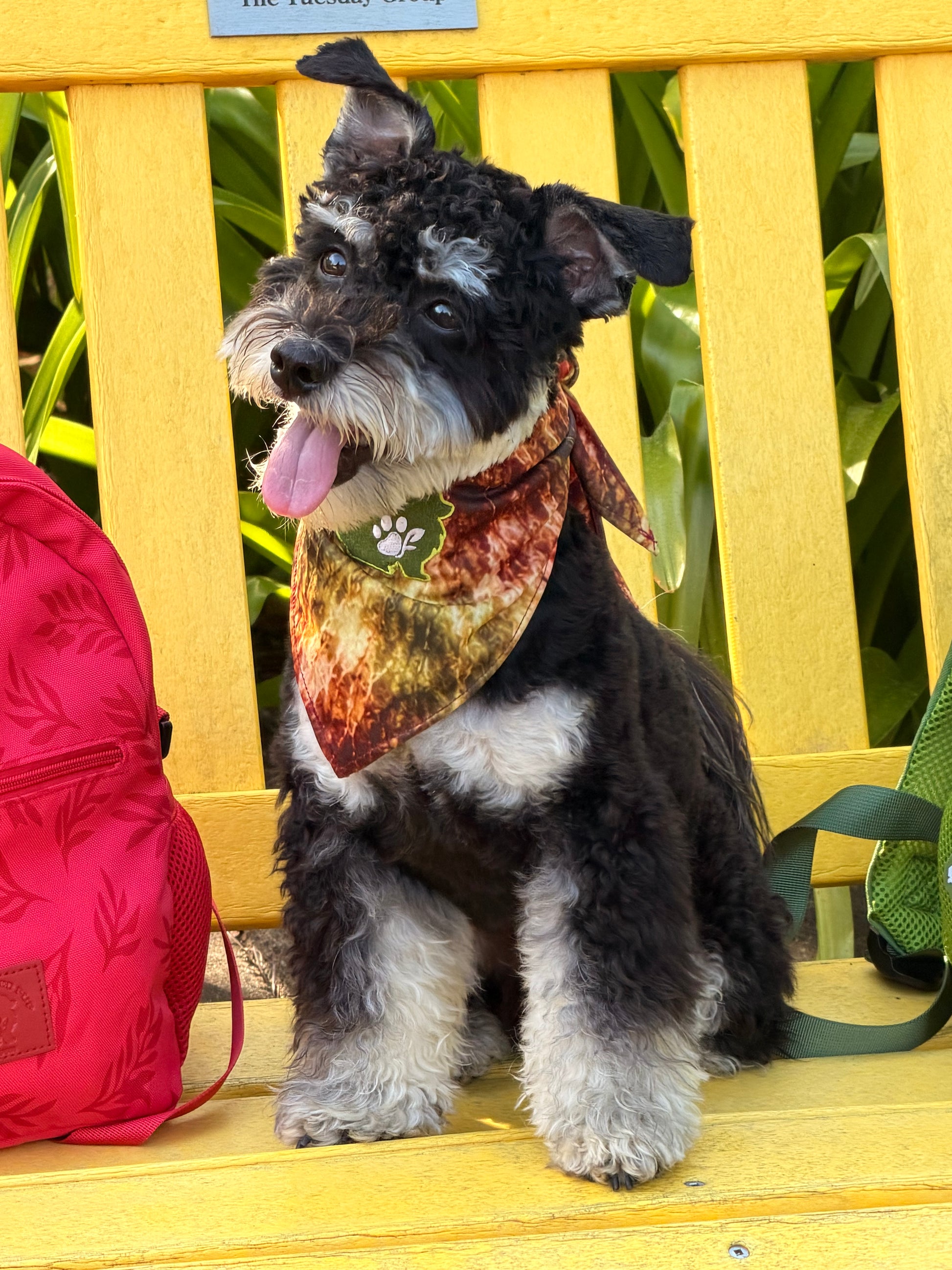 havenese on yellow bench wearing colorful bandana
