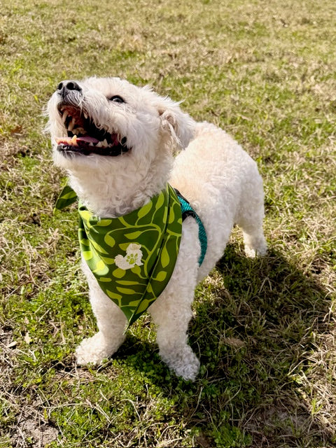 The Planted Bandana