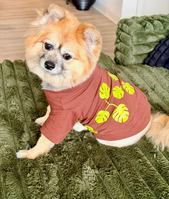 Dog wearing a brown tee shirt with monstera leaf print