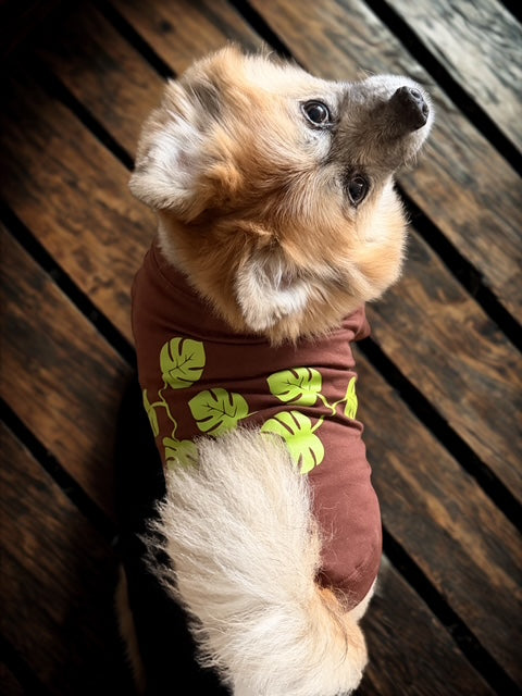 Dog wearing a brown tee shirt with monstera leaf print.