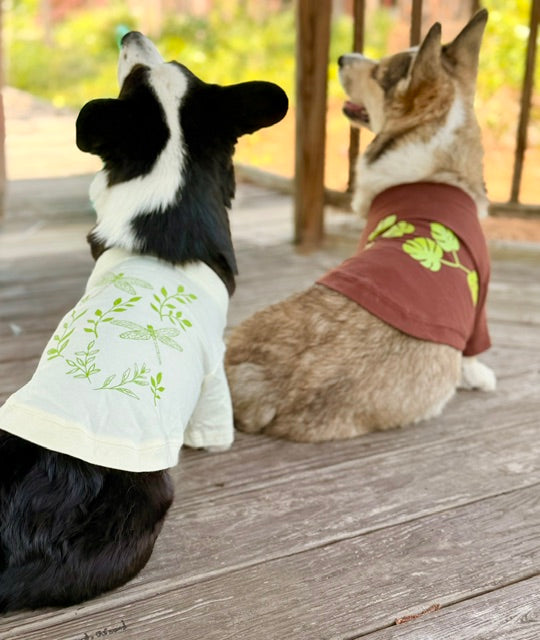 Two dogs wearing small outfits sitting on a wooden deck.