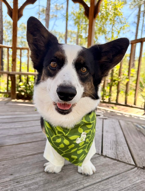 The Planted Bandana