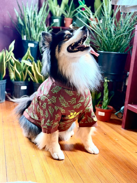 Dog wearing a red and green patterned outfit standing on a wooden floor with plants in the background