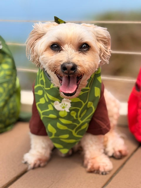 The Planted Bandana