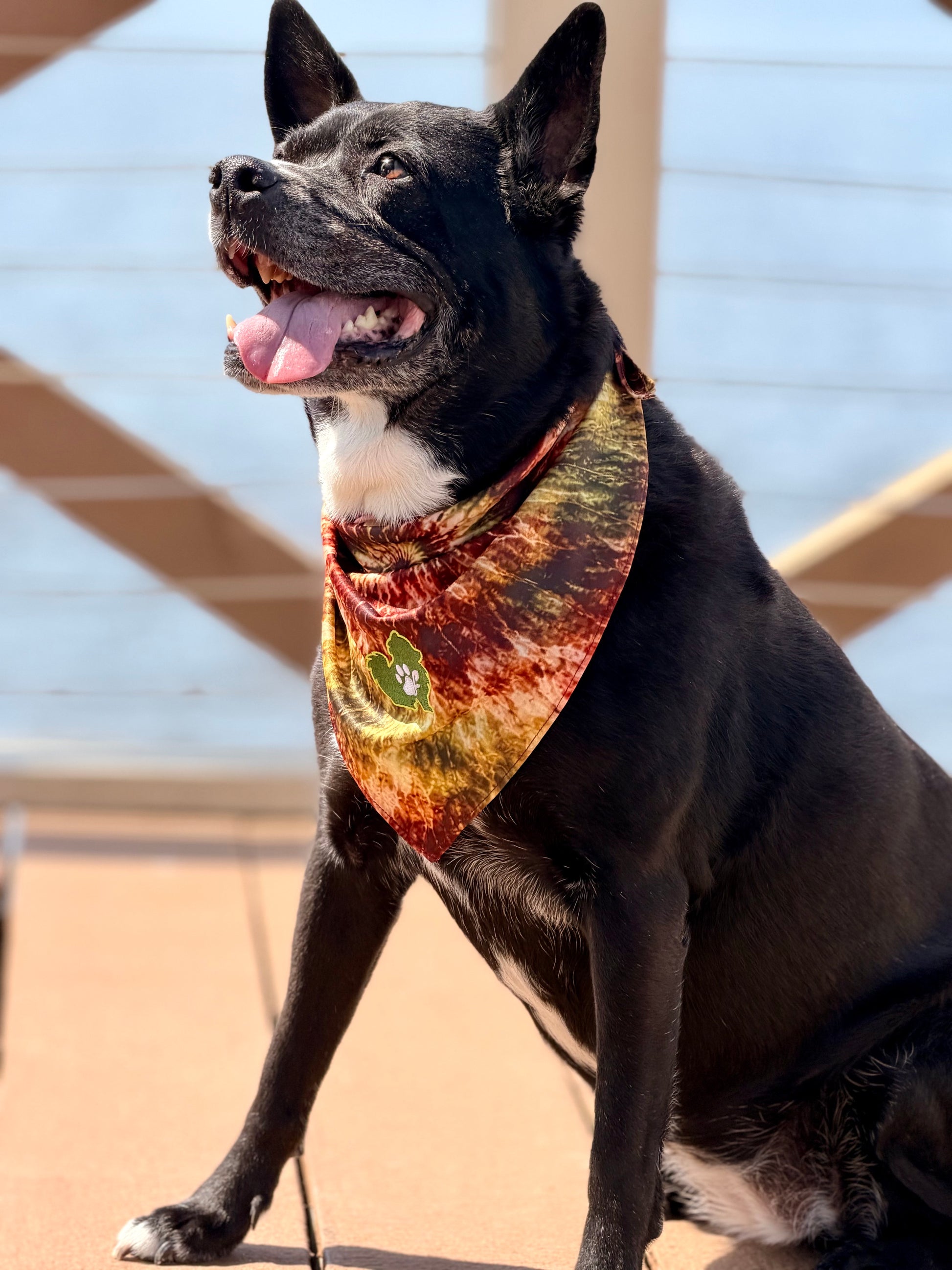Black dog wearing a colorful bandana sitting on a wooden deck.