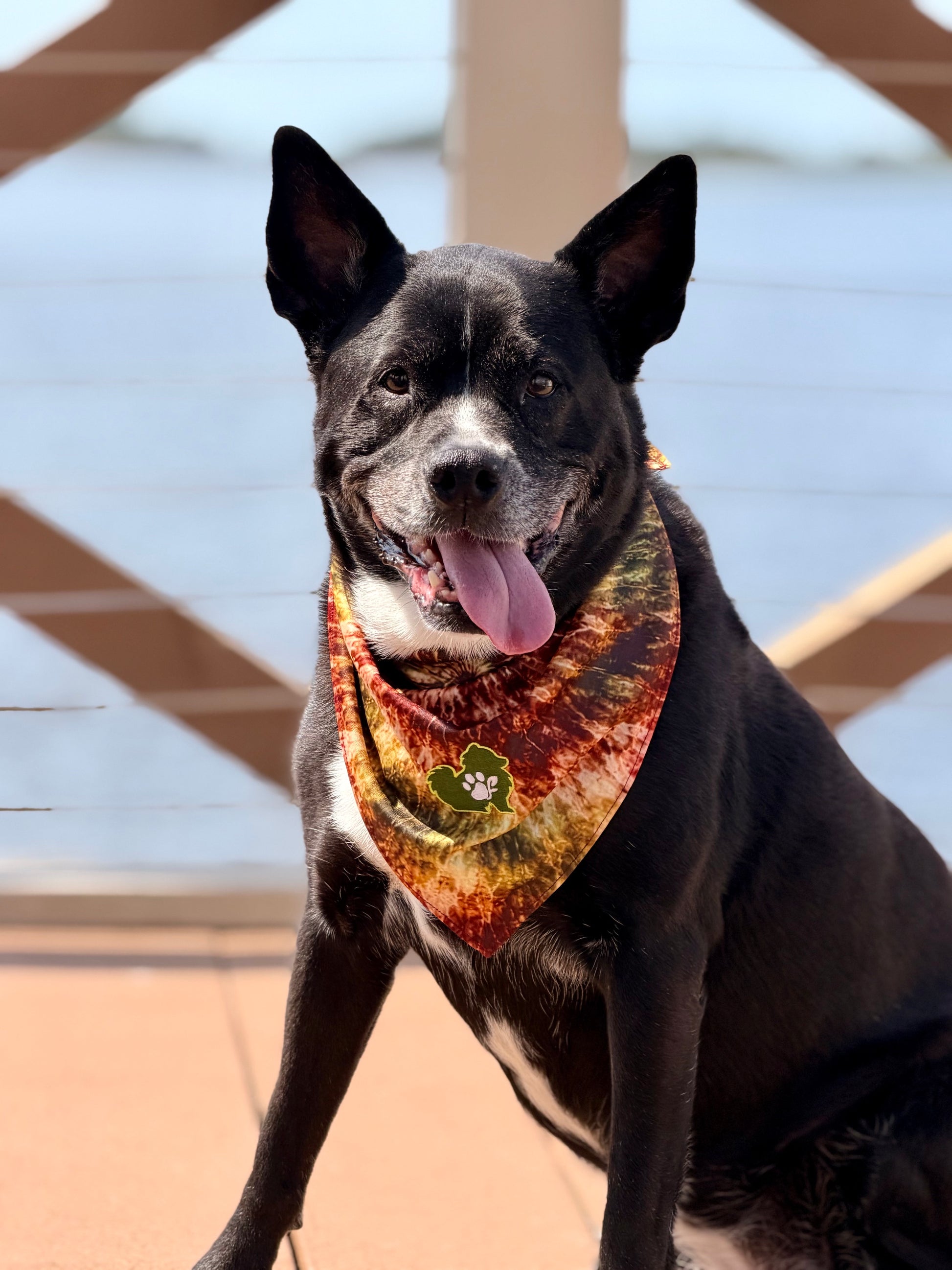Dog wearing a colorful bandana with a patterned design