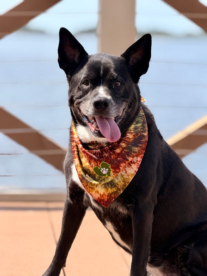 Dog wearing a colorful bandana with a patterned design