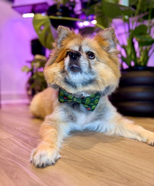 dog laying on floor with green bowtie looking up