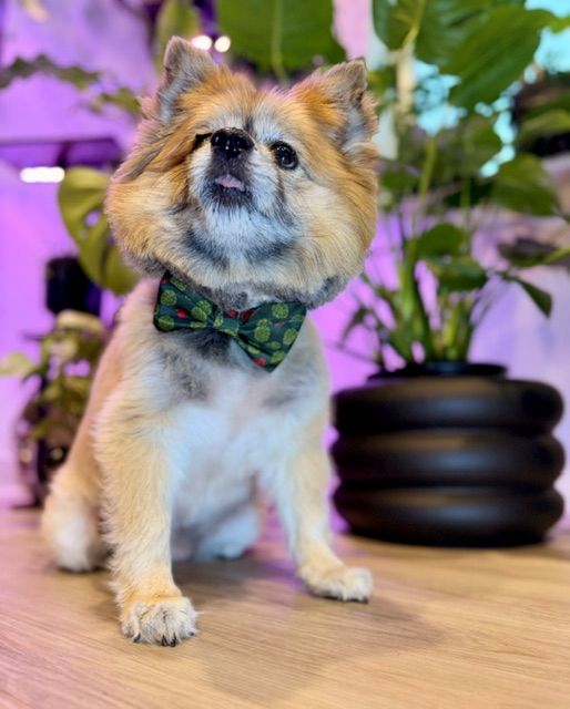 dog in green bow looking up with plants behind