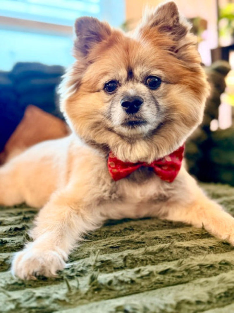 A fluffy light brown and white dog lying on a textured green couch, wearing a red bow tie.