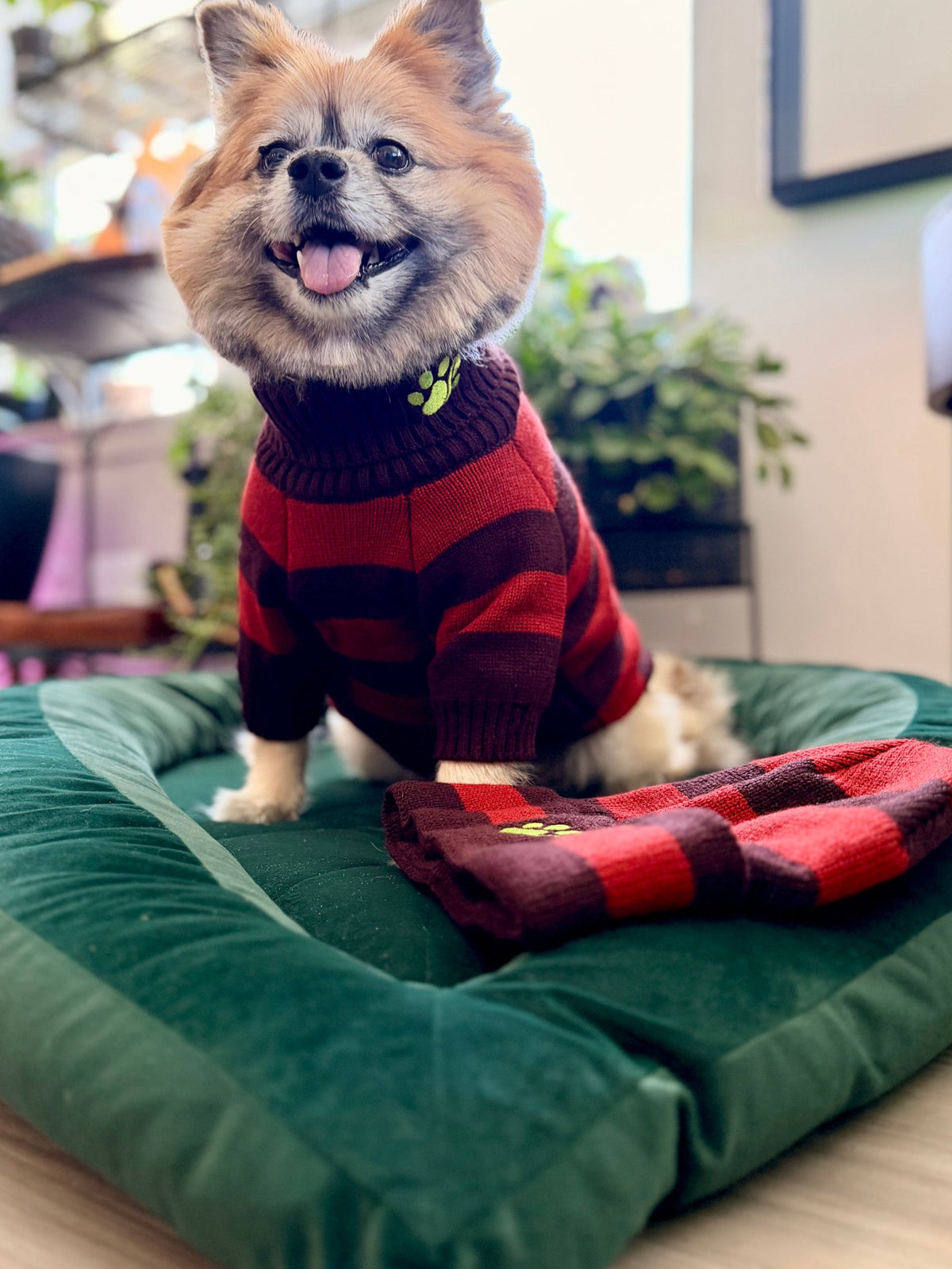 dog wearing a red/brown striped sweater sitting on a leaf shaped dog bed.