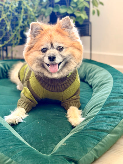 dog laying in leaf shaped dog bed wearing green two toned striped sweater