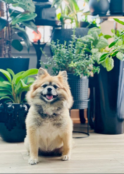 The Planted Pup Products