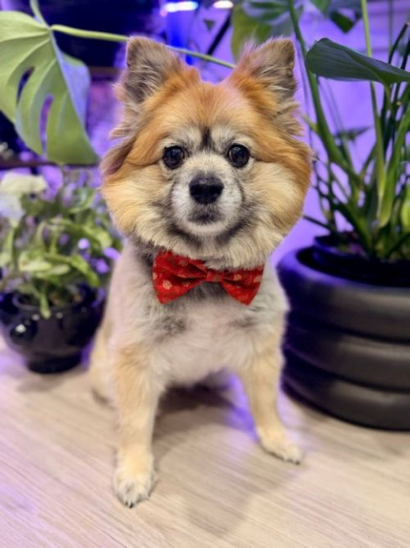 dog in front of plants in red bow tie