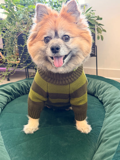 smiling dog sitting in leaf shaped dog bed wearing olive two toned striped sweater