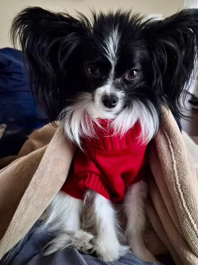 Small black and white dog wearing a red sweater sitting on a person's lap.