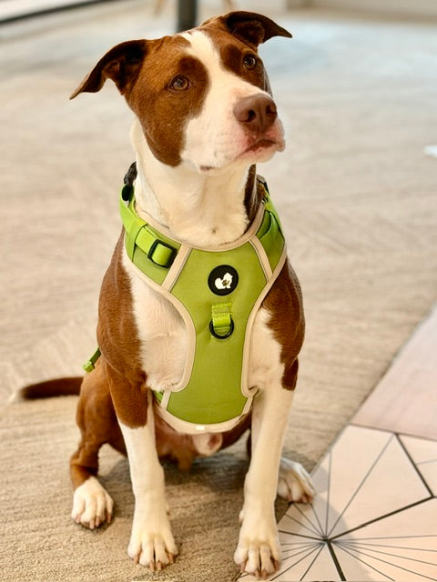 A brown and white dog wearing a lime green and beige harness, sitting on a patterned tile floor in a modern indoor setting.
