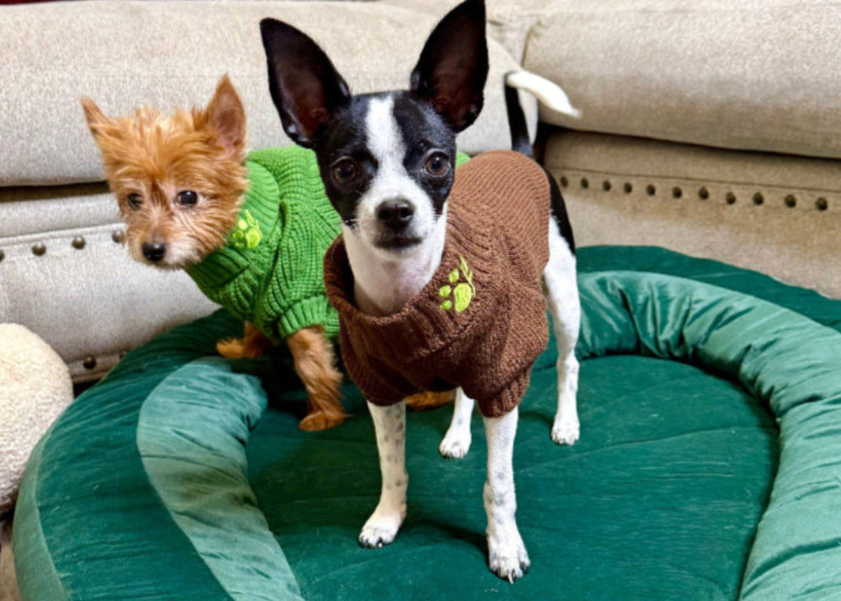 Two cute pups, one in a green sweater, the other in  brown, sitting on the Leaf Lounge Dog Bed. and Marley