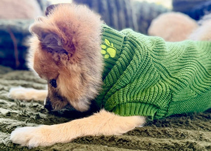 brown pomeranian laying down in green sweater