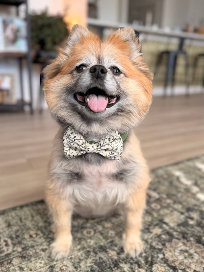 fluffy brown dog wearing cream bow tie with botanical print